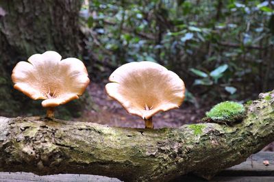Close-up of mushrooms