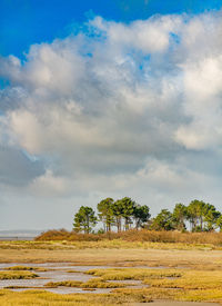 Trees on field against sky