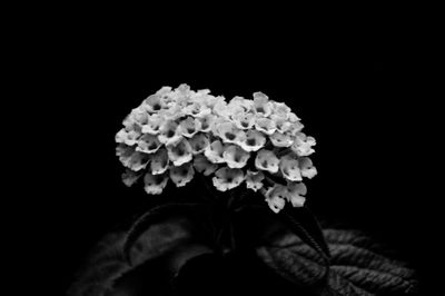 Close-up of white flowers against black background