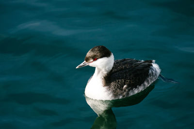 Close-up of duck swimming in lake