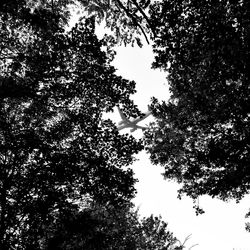 Low angle view of trees against the sky