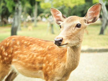 Close-up portrait of deer