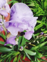 Close-up of bee pollinating on purple flowering plant