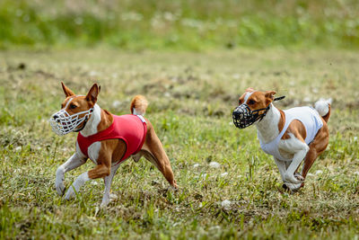 Basenji dogs in red and white shirts running and chasing lure in the field on coursing competition