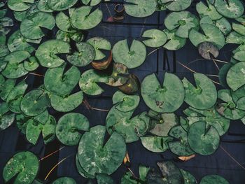 High angle view of leaves floating on water