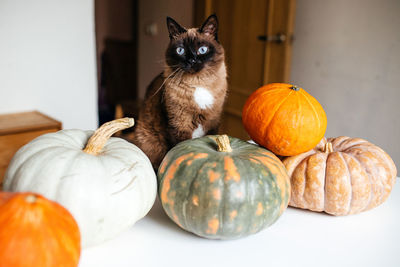 Siamese cat and pumpkins on a white table