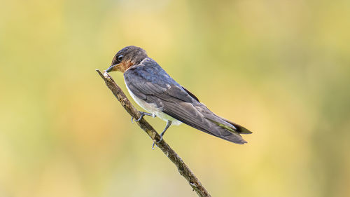 Close-up of bird perching on branch