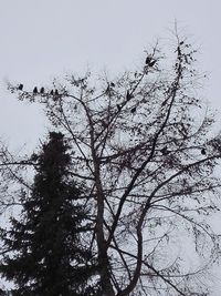 Low angle view of bird perching on tree against sky