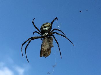 Low angle view of spider on web against sky