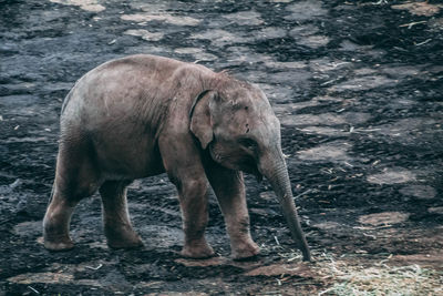 Elephant walking on a land