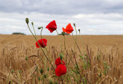 Beautiful red poppy flowers papaver rhoeas in a golden wheat field