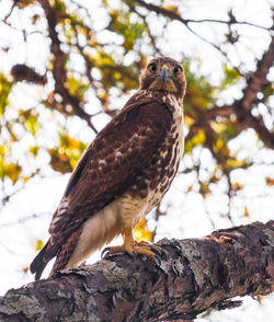 Low angle view of eagle perching on rock