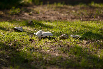 Surface level of mushrooms on field