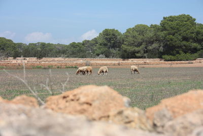 Goats and sheep in the dry and barren fields of ibiza and formentera among the fig trees