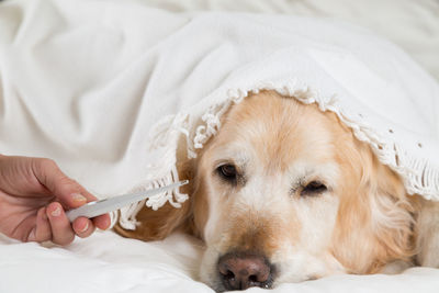 Dog lying on bed