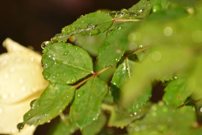 Close-up of raindrops on leaves