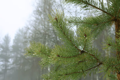 Close-up of wet pine tree during winter