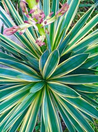 Close-up of palm leaves