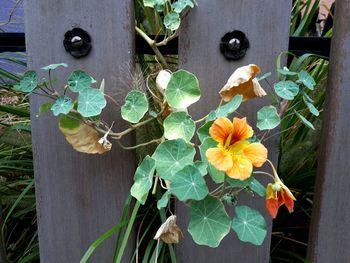 Close-up of flowering plant by fence