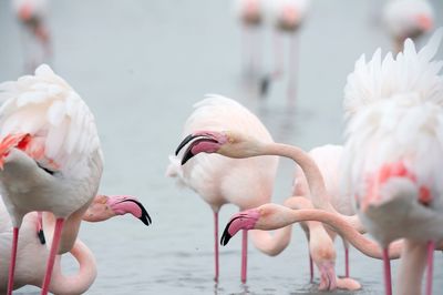 Close-up of swan on hand