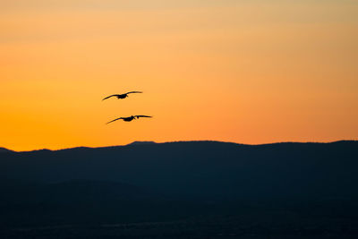 Silhouette birds flying against sky during sunset