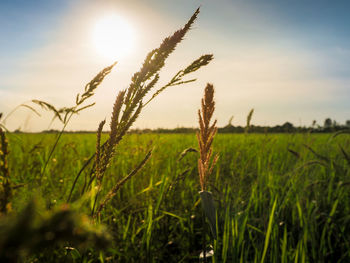 Close-up of stalks in field against bright sun