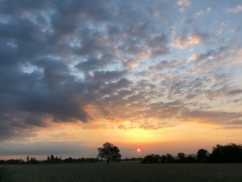 Silhouette trees on field against sky during sunset