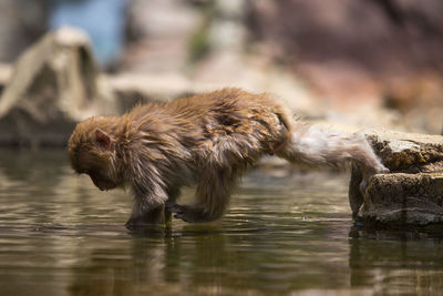 Monkeys in a water