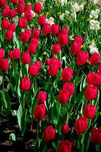 Close-up of red tulips blooming on field