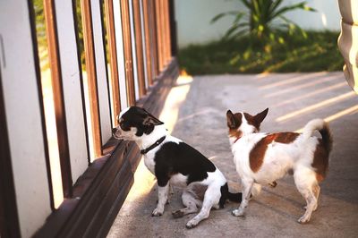 Dogs on floor