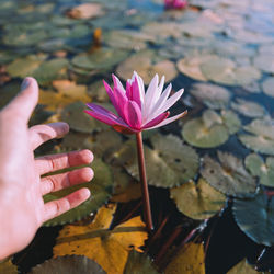 Cropped hand of woman holding flower