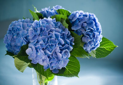 Blue hydrangea blossom in a vase.