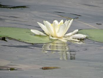 Water lily in lake