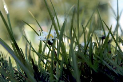 Close-up of white flowering plant