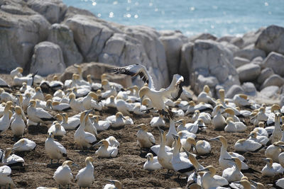 Gannets at beach