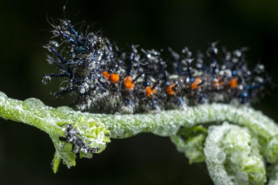 Black caterpillar on moldy plants. animal that has poisonous fur