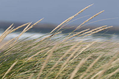 Close-up of wheat growing on field