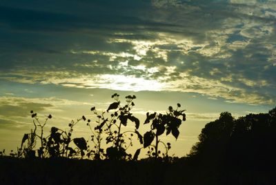 Silhouette trees on field against sky at sunset