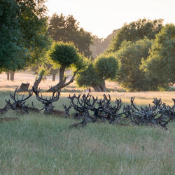 View of trees on field against sky