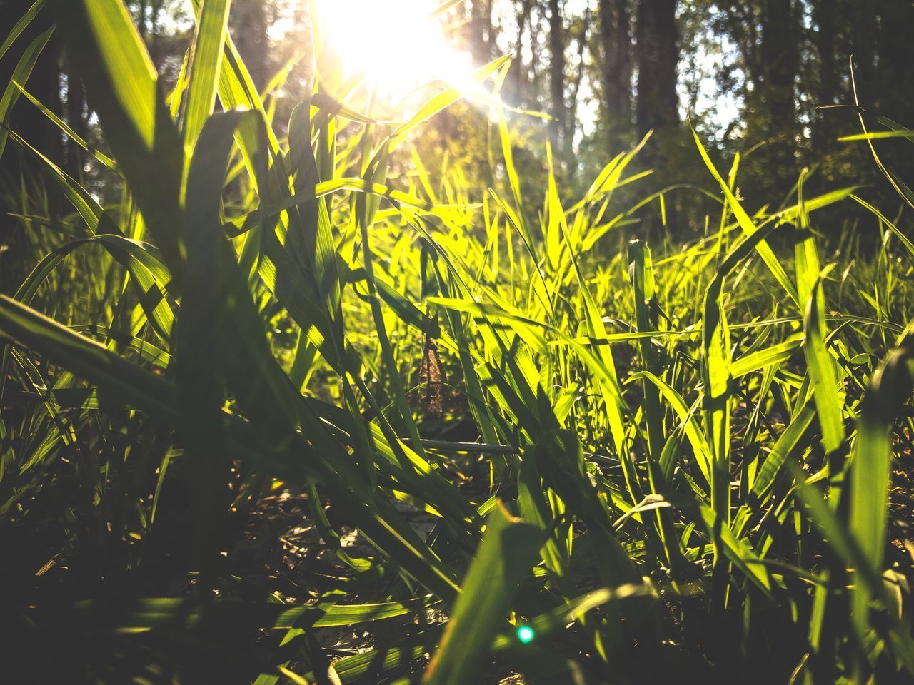 PLANTS GROWING ON FIELD AGAINST BRIGHT SKY