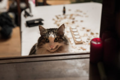 Close-up portrait of cat