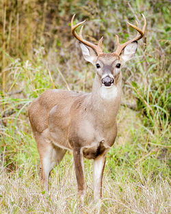 Portrait of deer