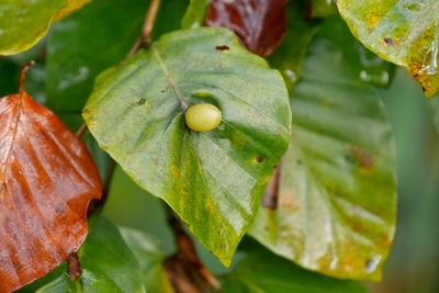 Close-up of fresh green leaf