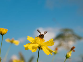 Close-up of bee pollinating flower
