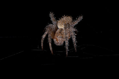 Close-up of spider over black background