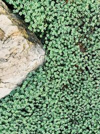 High angle view of trees growing on rock