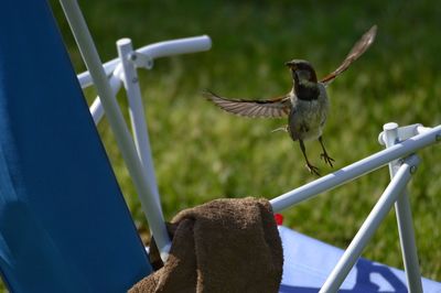 Close-up of bird flying