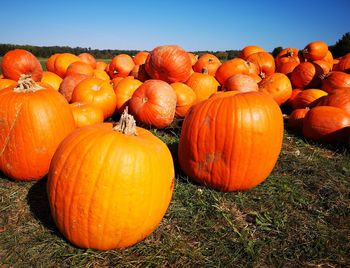 Pumpkins on field