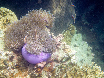 Fish swimming in sea