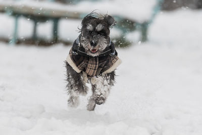 Dog running in snow